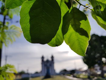 Close-up of fresh green plant against sky