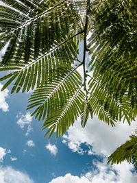 Low angle view of palm tree leaves against sky