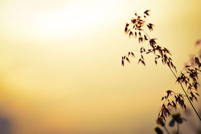 Low angle view of silhouette plant against sky at sunset