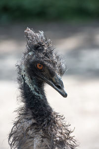 Close-up of a bird