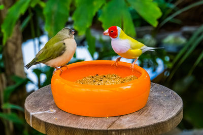 Close-up of bird perching on orange leaf