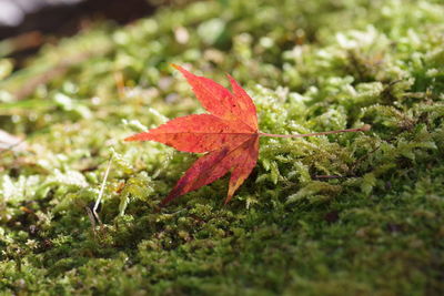 Close-up of red maple leaves on land