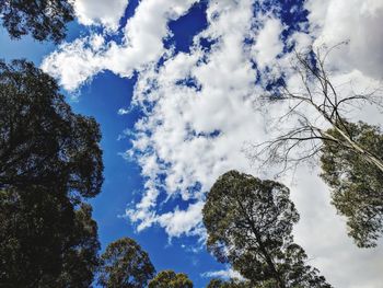 Low angle view of trees against cloudy sky