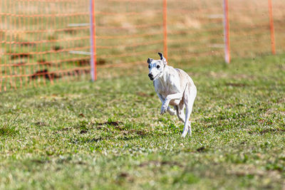 Dog running on field