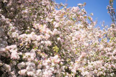 Pink flowers blooming on tree