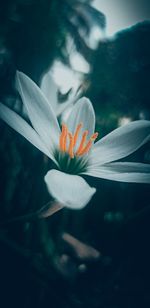 Close-up of white crocus flower