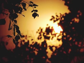 Close-up of silhouette plants against sky during sunset
