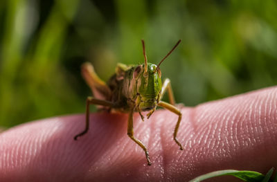 Cropped hand with grasshopper