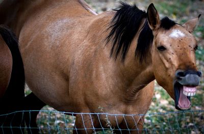 Close-up of a horse