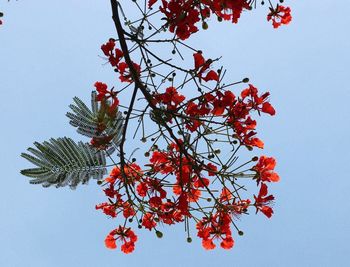 Low angle view of red tree against clear sky