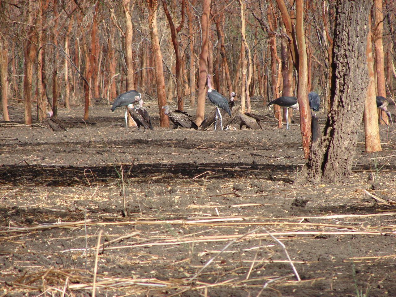 SIDE VIEW OF BIRDS ON THE GROUND