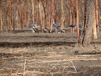 View of birds in the forest