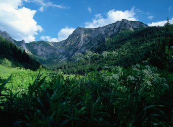 Scenic view of forest and mountains against sky