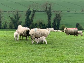 Sheep in a field