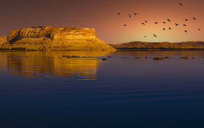 Birds flying over the lake