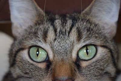 Close-up portrait of cat