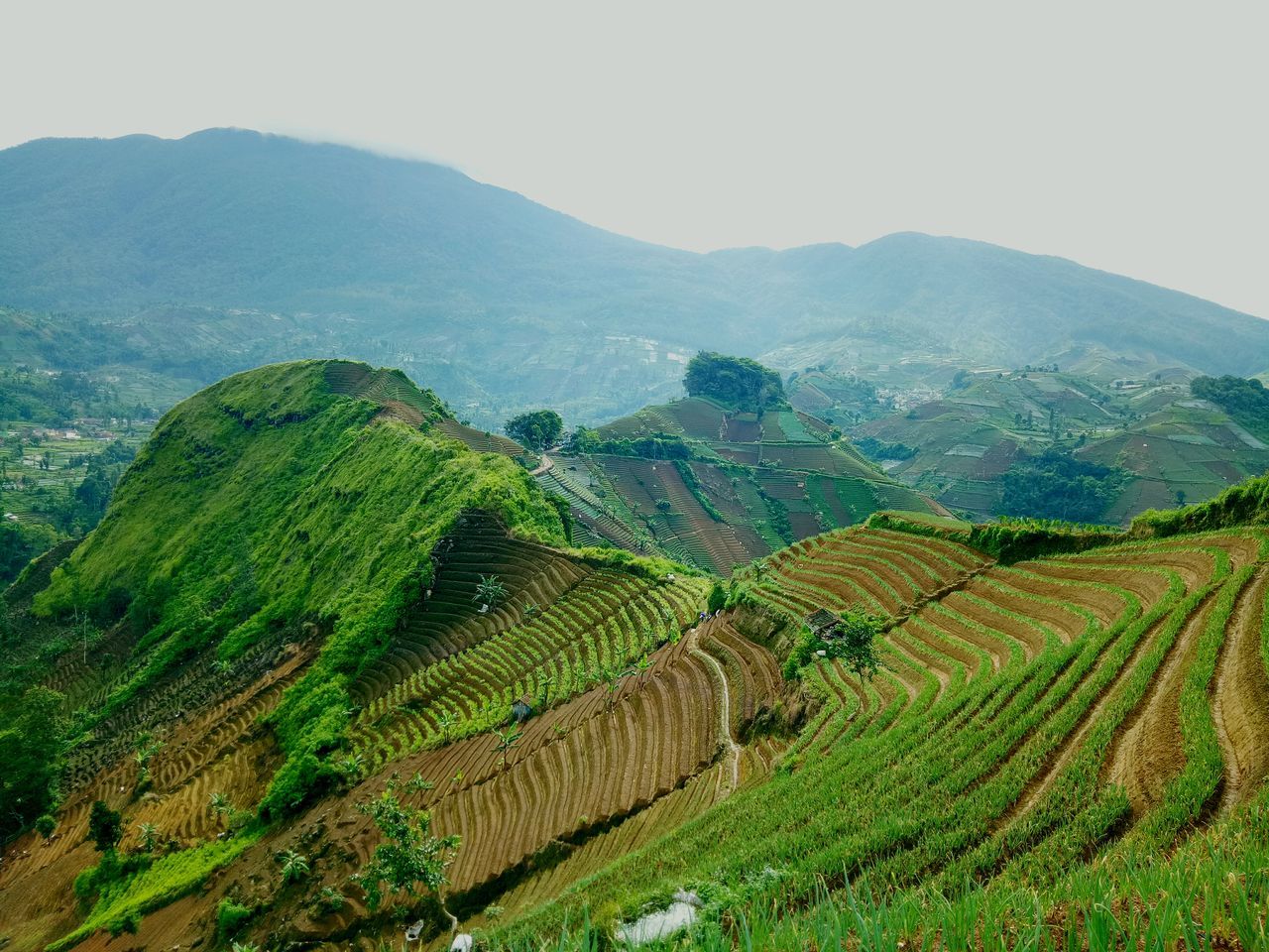 agriculture, scenics - nature, landscape, environment, rural scene, tranquil scene, beauty in nature, farm, mountain, tranquility, land, crop, field, green color, mountain range, plant, growth, sky, nature, terrace, no people, outdoors, plantation, rolling landscape