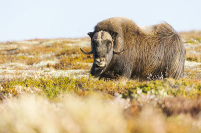 Musk ox on meadow