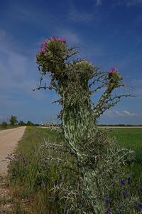 Scenic view of flowering tree on field against sky