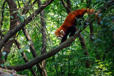 View of squirrel on tree