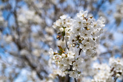 Close-up of white cherry blossom tree