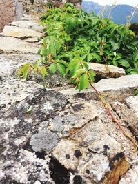 Close-up of plant growing on rock