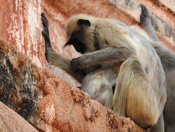 Monkey sitting on rock