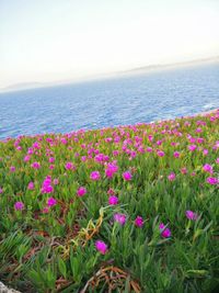 Pink flowering plants by sea against sky