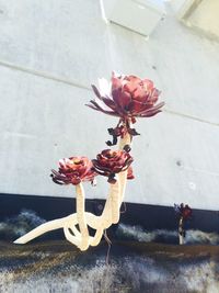 Close-up of flowers on wall