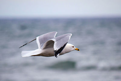 Seagull flying over sea