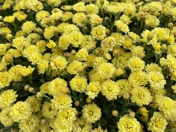 Full frame shot of yellow flowering plants