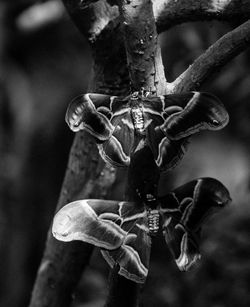 Close-up of crab on tree
