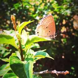 Close-up of butterfly on leaf