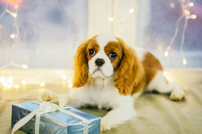 Dog lying by decorated window at home during christmas