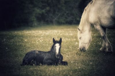 View of two horses on field