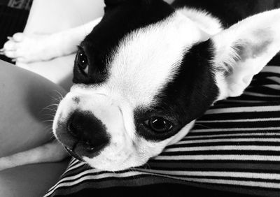 Close-up portrait of dog relaxing on bed at home