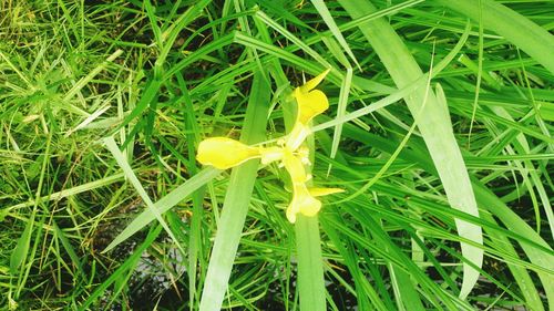 Yellow flowers growing on grassy field