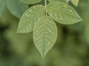 Close-up of wet leaves