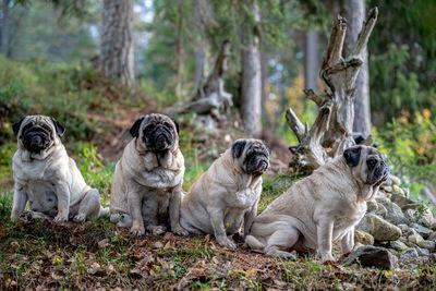 Dog standing in forest