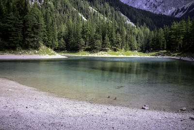 Scenic view of lake amidst trees in forest