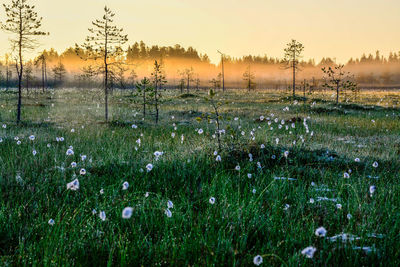 Scenic view of field against sky at sunset