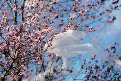 Close-up of cherry blossom tree