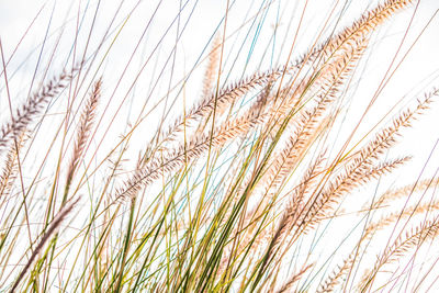 Close-up of wheat growing on field against sky