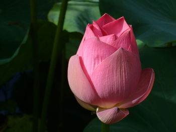 Close-up of pink lotus water lily blooming in lake