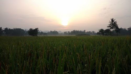 Scenic view of field against sky during sunset