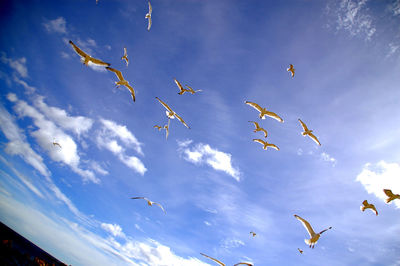 Low angle view of seagulls flying in sky