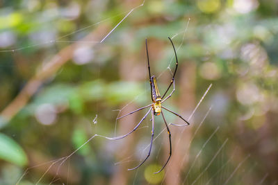 Close-up of spider on web