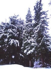 Low angle view of snow covered trees
