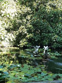 Ducks swimming in lake