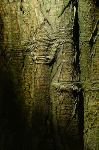 Full frame shot of tree trunk